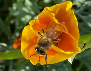 Honeybee on fall Icelandic Poppy